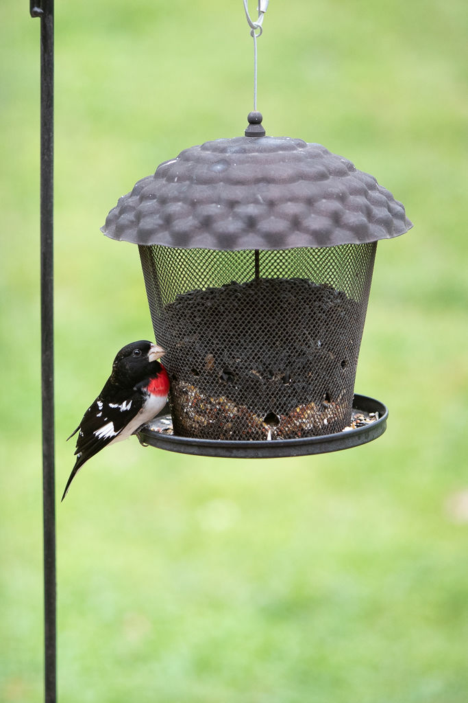 Backyard Birds NH-2034.jpg